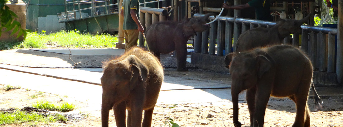 Elephant Transit Home (ETH)