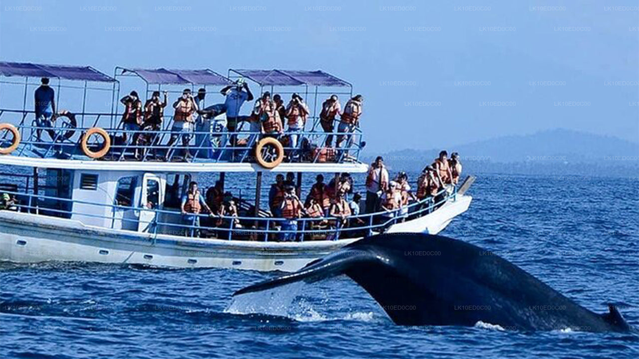 Wildlife Tour Covering Birds, Mammals and Whales (14 Days)