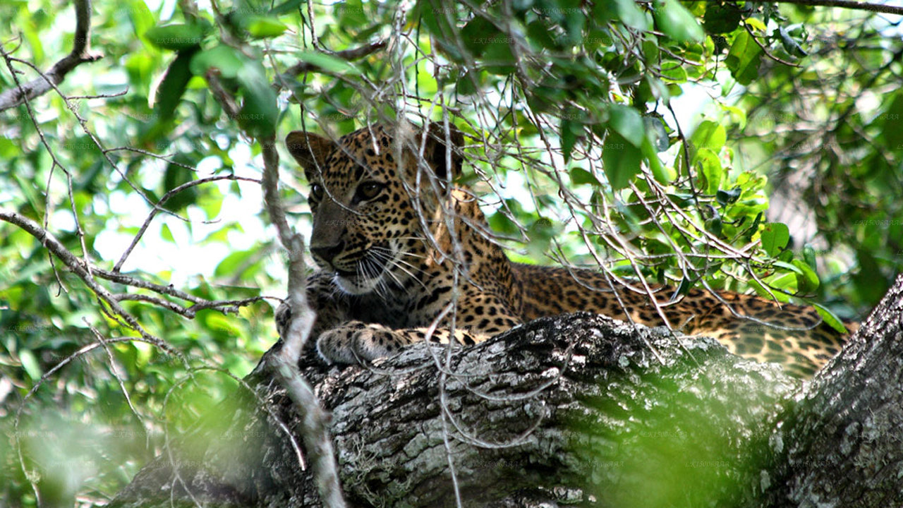 Yala Safari Game Lodge, Tissamaharama