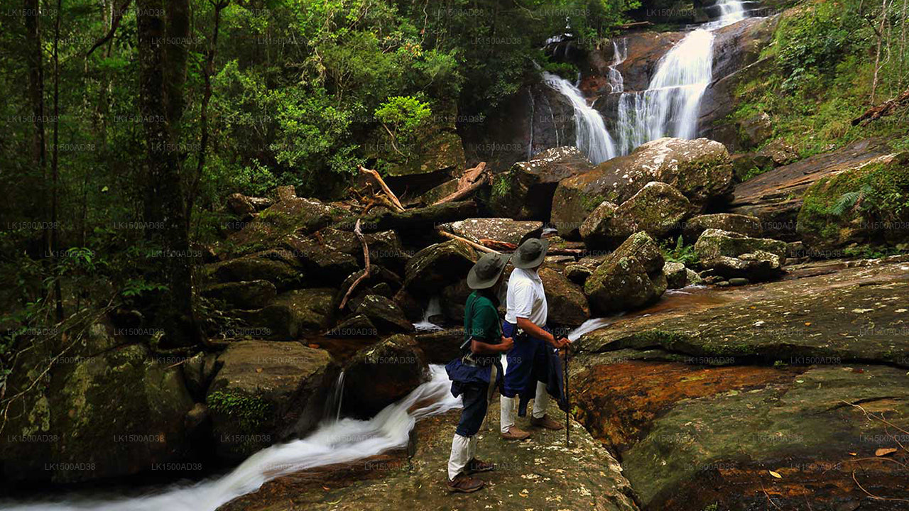 Rainforest Ecolodge, Sinharaja