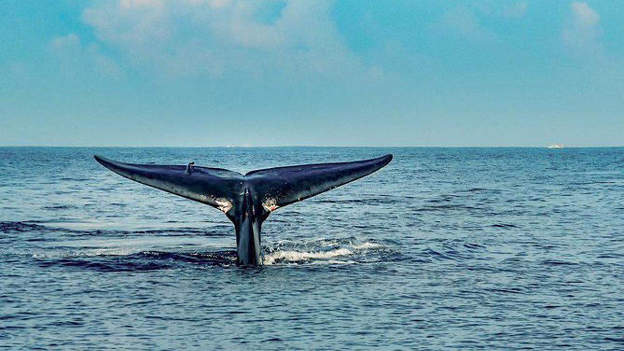 7 Hour whale watching cruise from Trincomalee