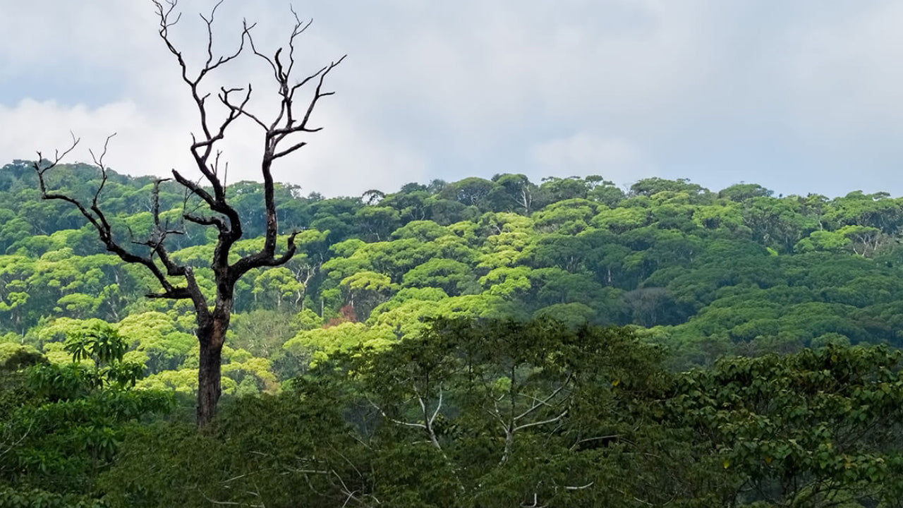 Sinharaja Rainforest from Galle