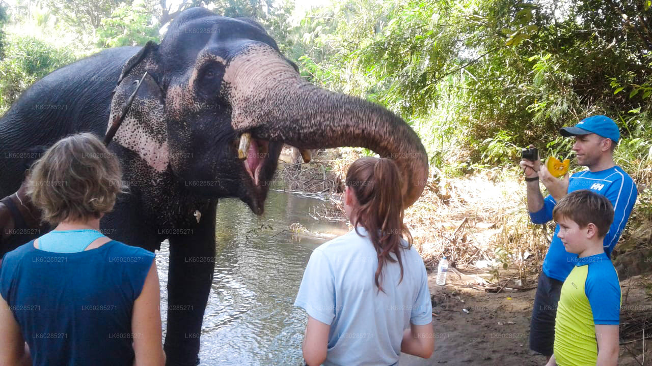 Elephant Back Safari from Sigiriya