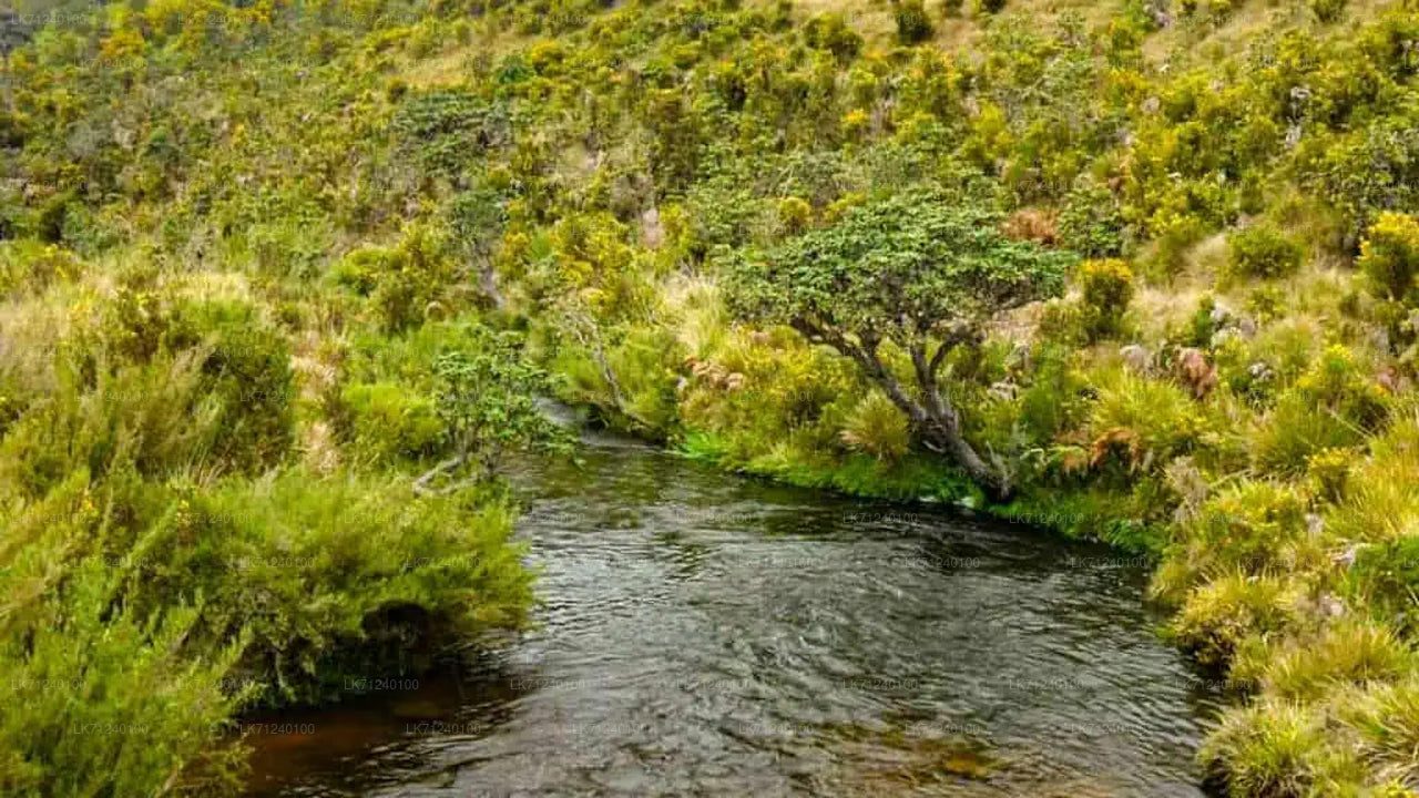 Horton Plains National Park Entrance Ticket