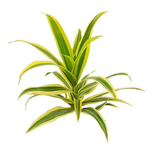 Lakpura Dracaena Reflexa 'Song of India' (50 Leaves) Medium