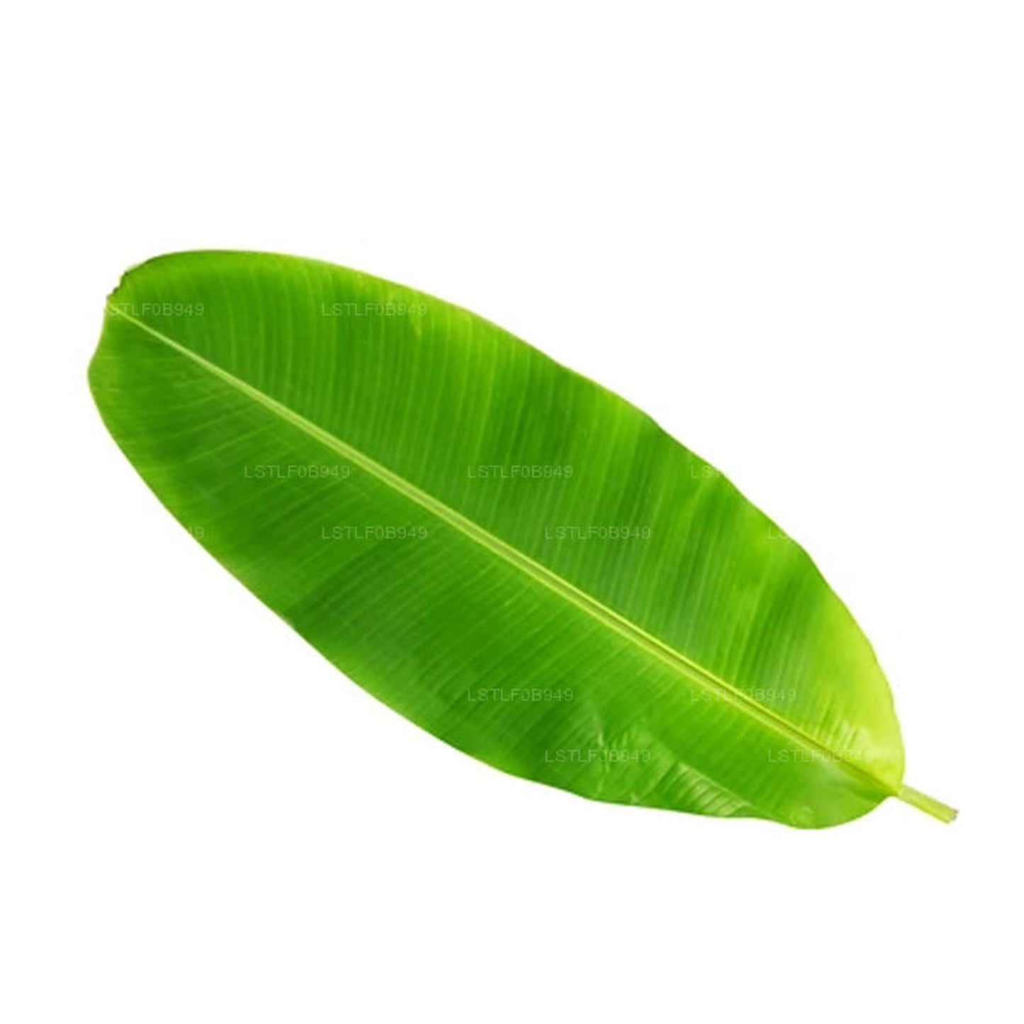 Lakpura Banana Leaf  (20 Leaves) Medium