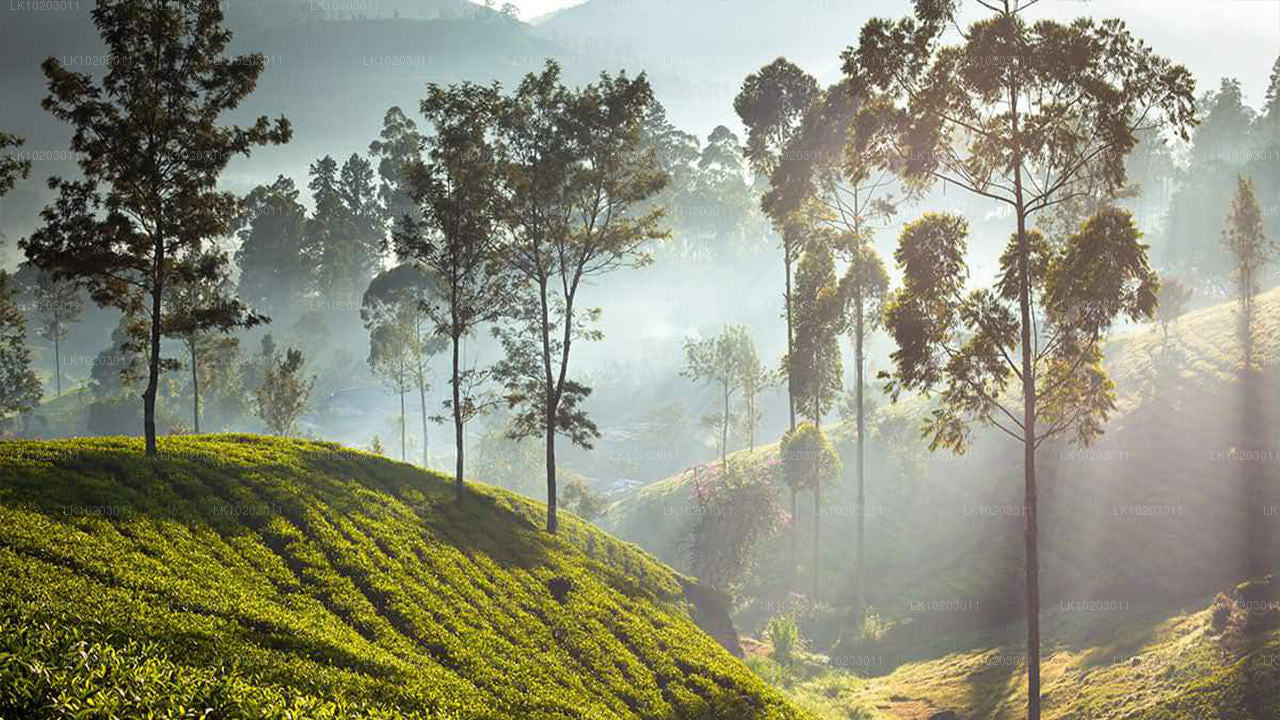 Nuwara Eliya from Colombo (2 Days)