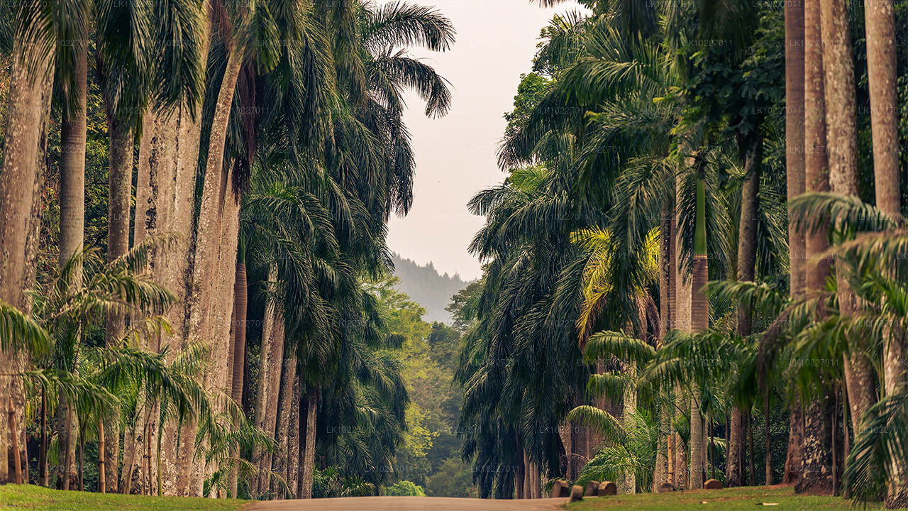 Culture of the Hills from Negombo (2 Days)