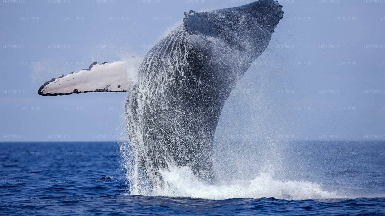 Whale Watching Boat Tour from Galle