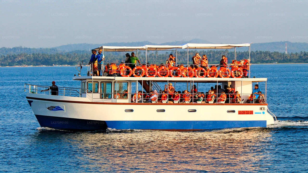 Whale Watching Boat Tour from Galle