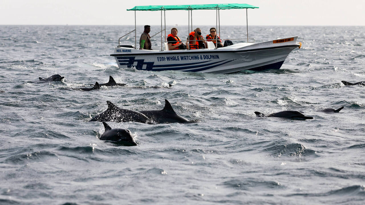 Whale Watching Boat Tour in Kalpitiya