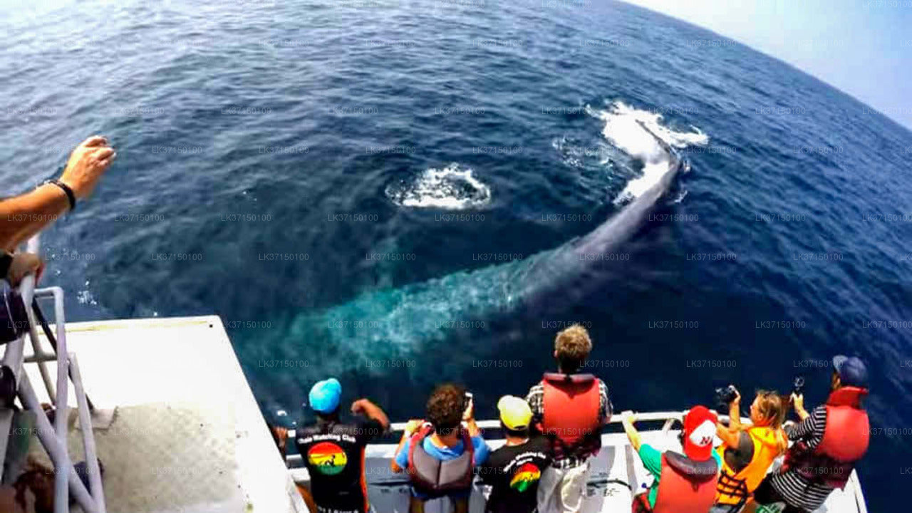 Whale Watching Boat Tour in Kalpitiya