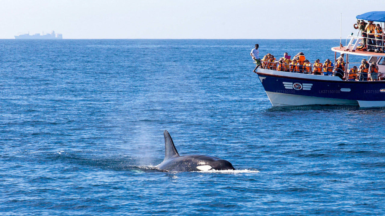 Whale Watching Boat Tour in Kalpitiya