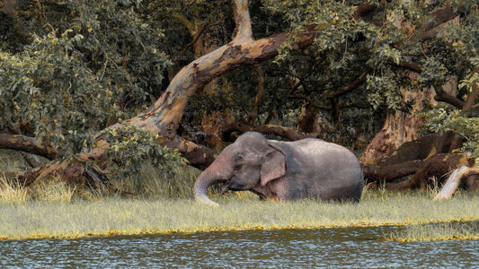 Wilpattu National Park Safari with Naturalist