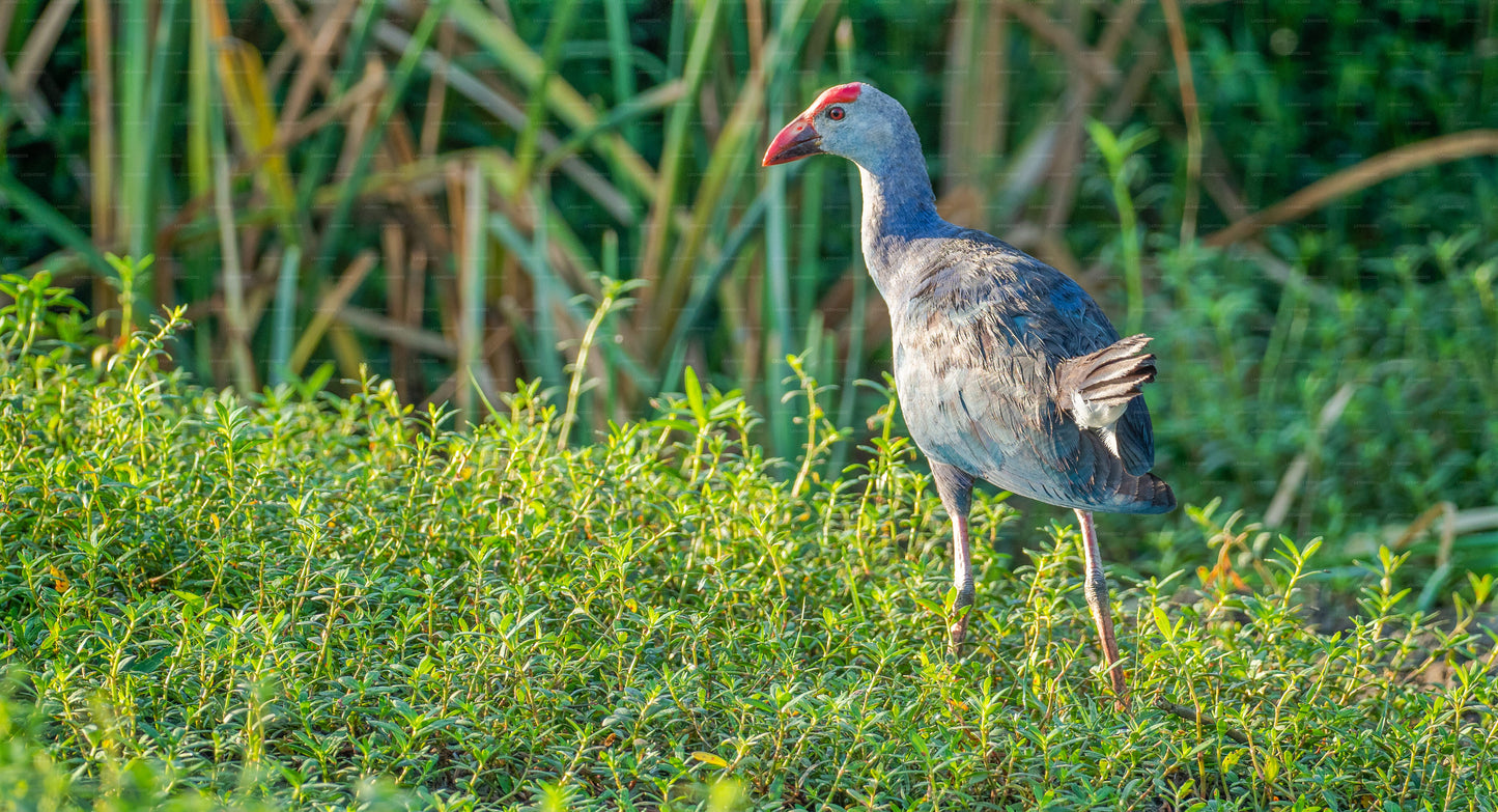 Bundala National Park Private Safari with Naturalist