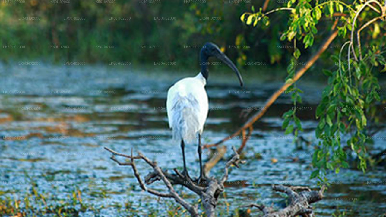 Bundala National Park Shared Safari