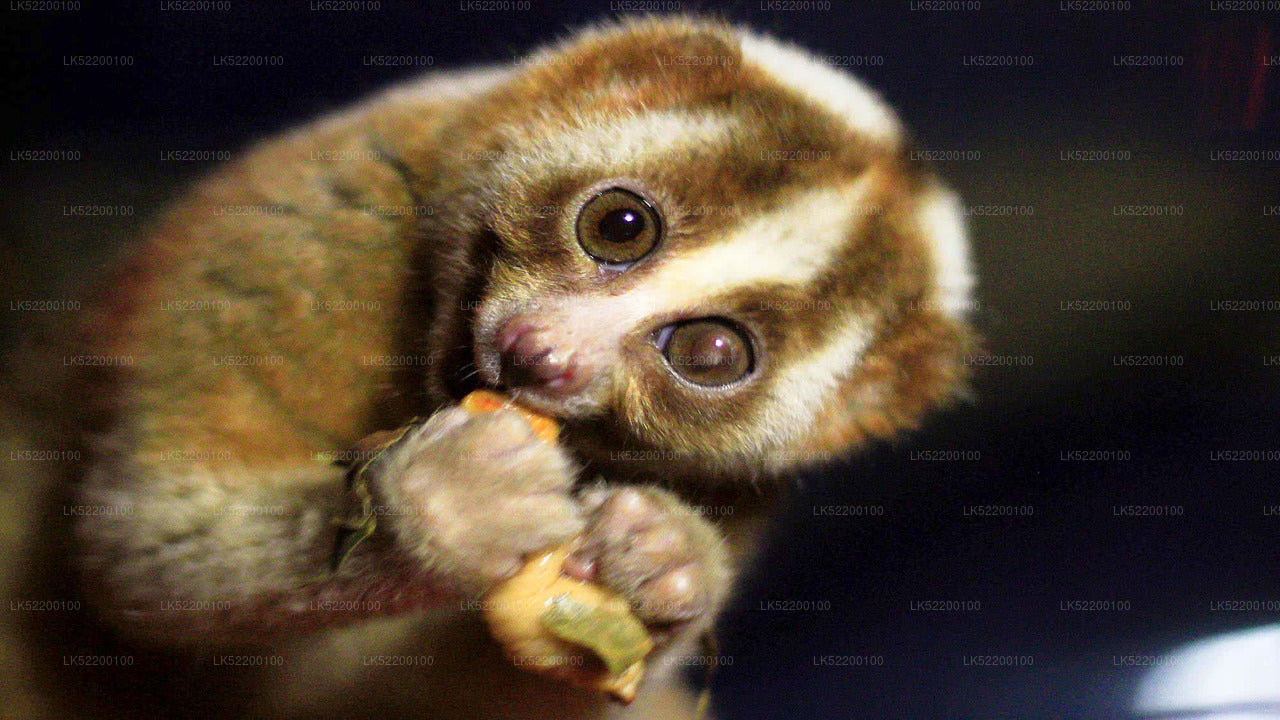 Loris Watching from Sigiriya