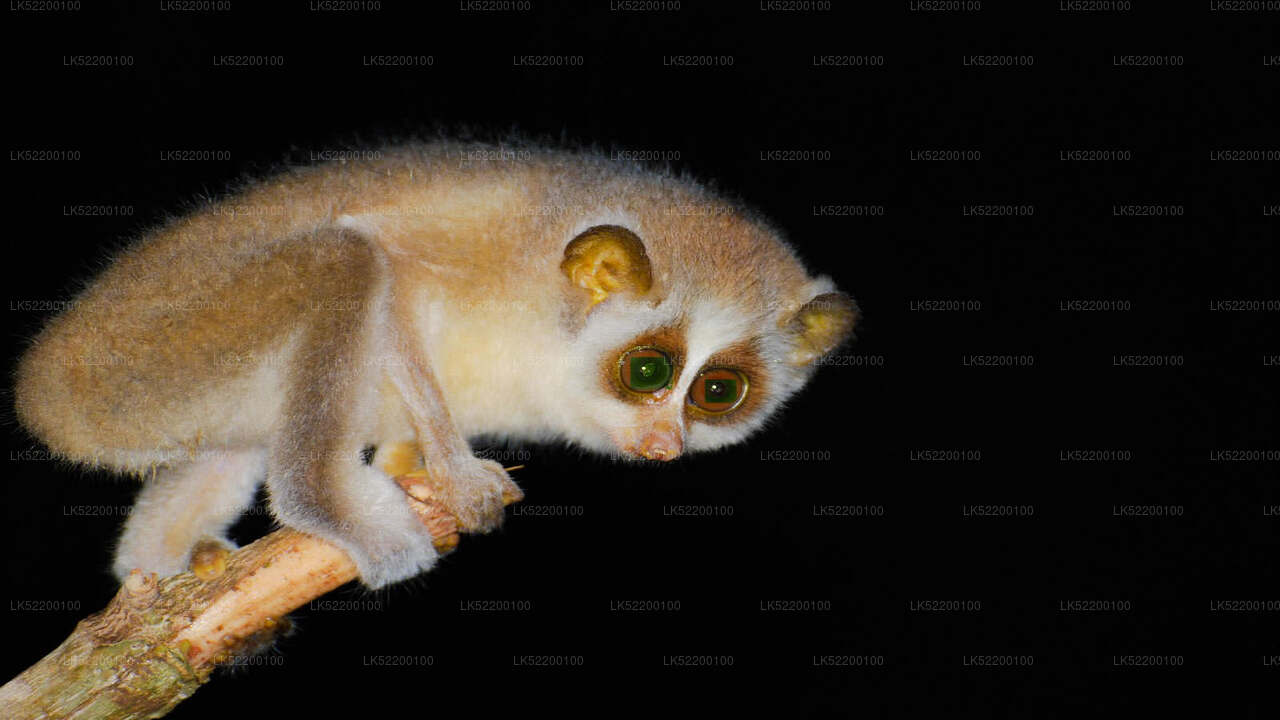 Loris Watching from Sigiriya