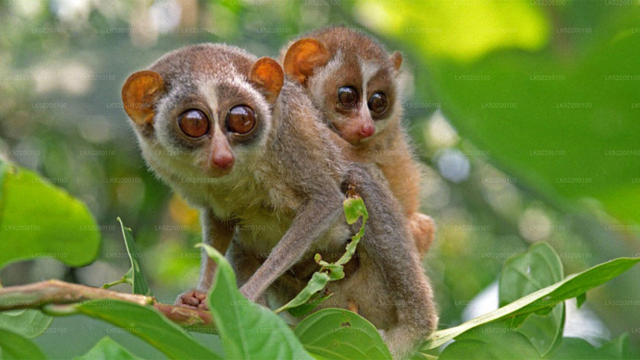 Loris Watching from Sigiriya