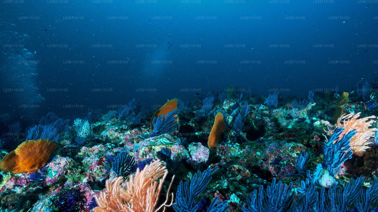 Snorkeling from Hikkaduwa