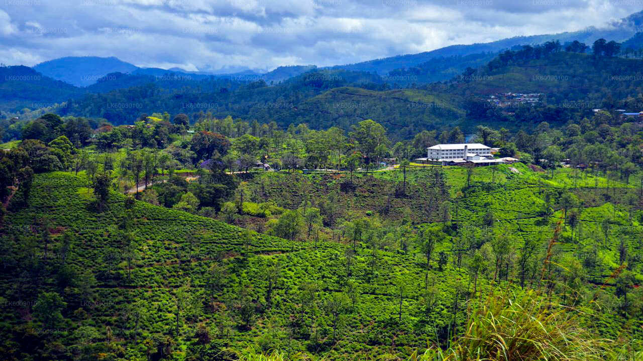 Tea Estate Experience from Ella