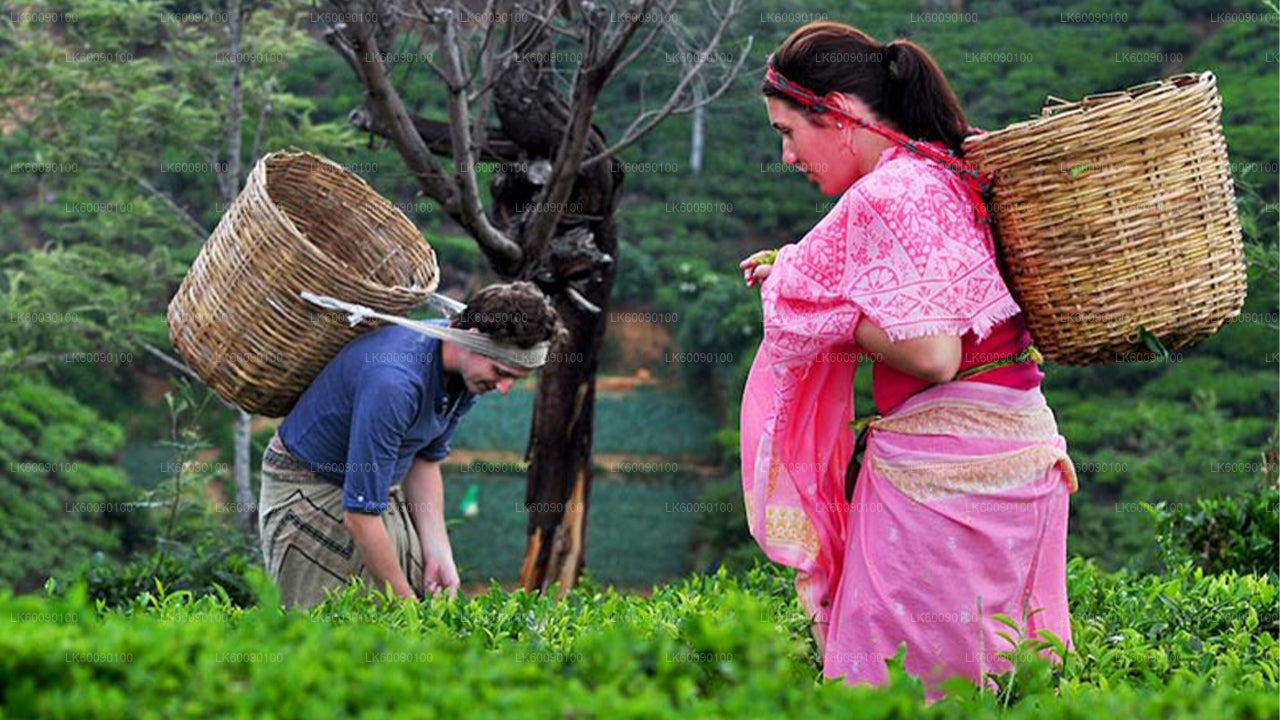 Tea Estate Experience from Ella