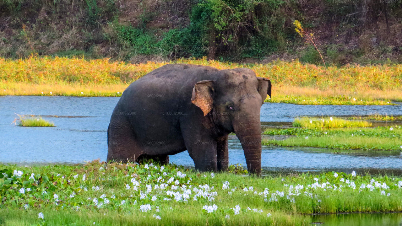 Wasgamuwa National Park Safari from Dambulla