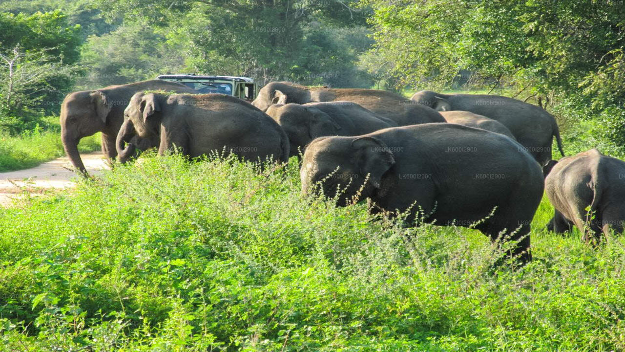 Wasgamuwa National Park Safari from Dambulla