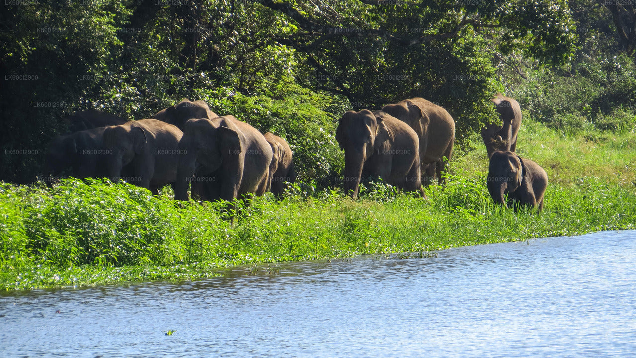 Wasgamuwa National Park Safari from Dambulla