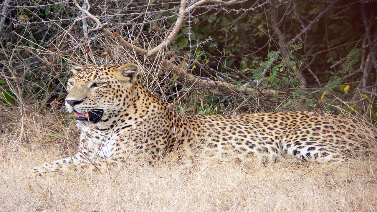 Yala National Park Safari from Galle