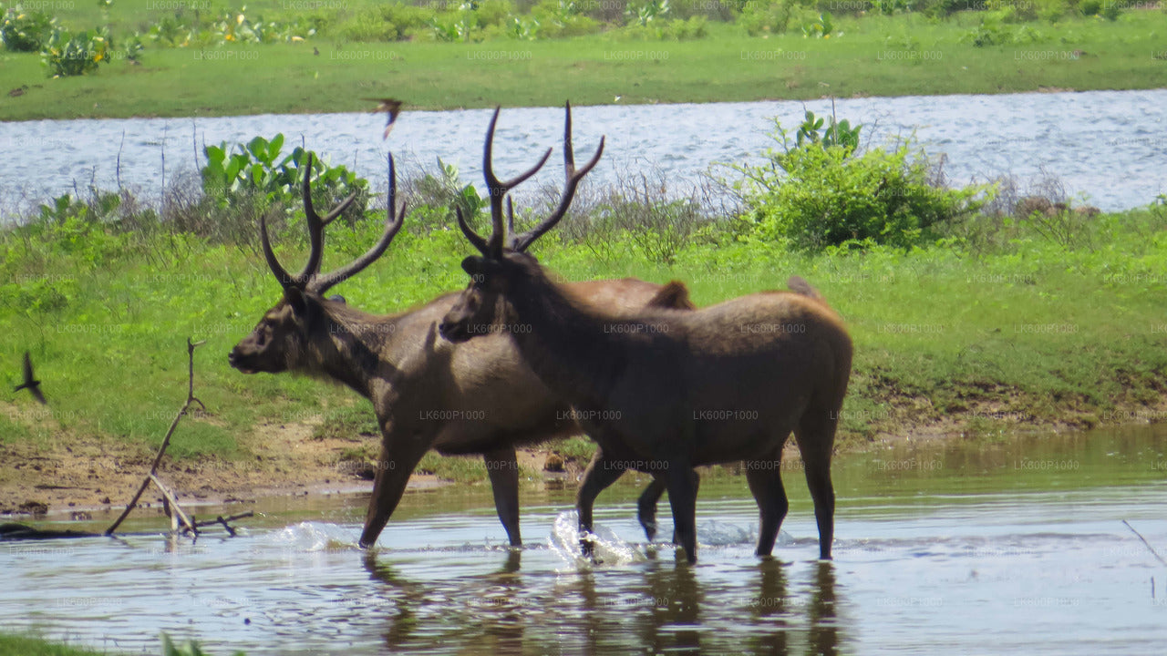 Yala National Park Safari from Galle