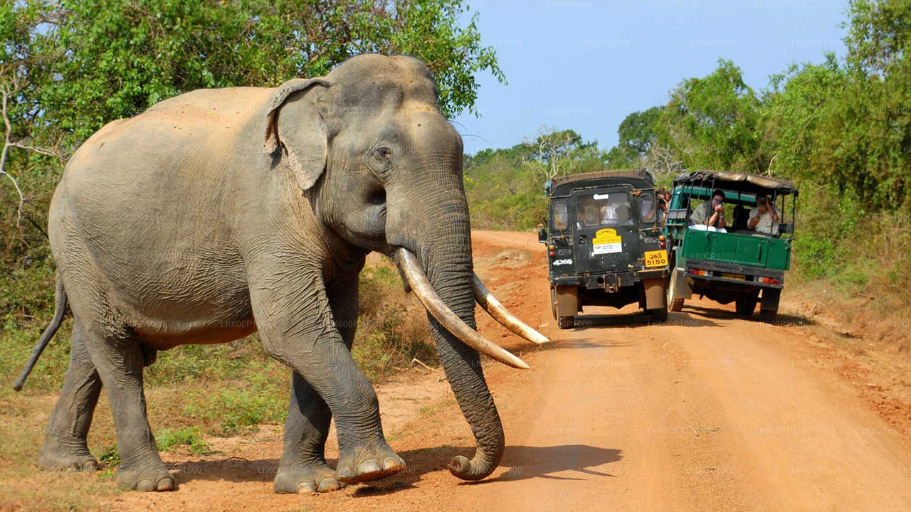 Yala National Park Safari from Galle