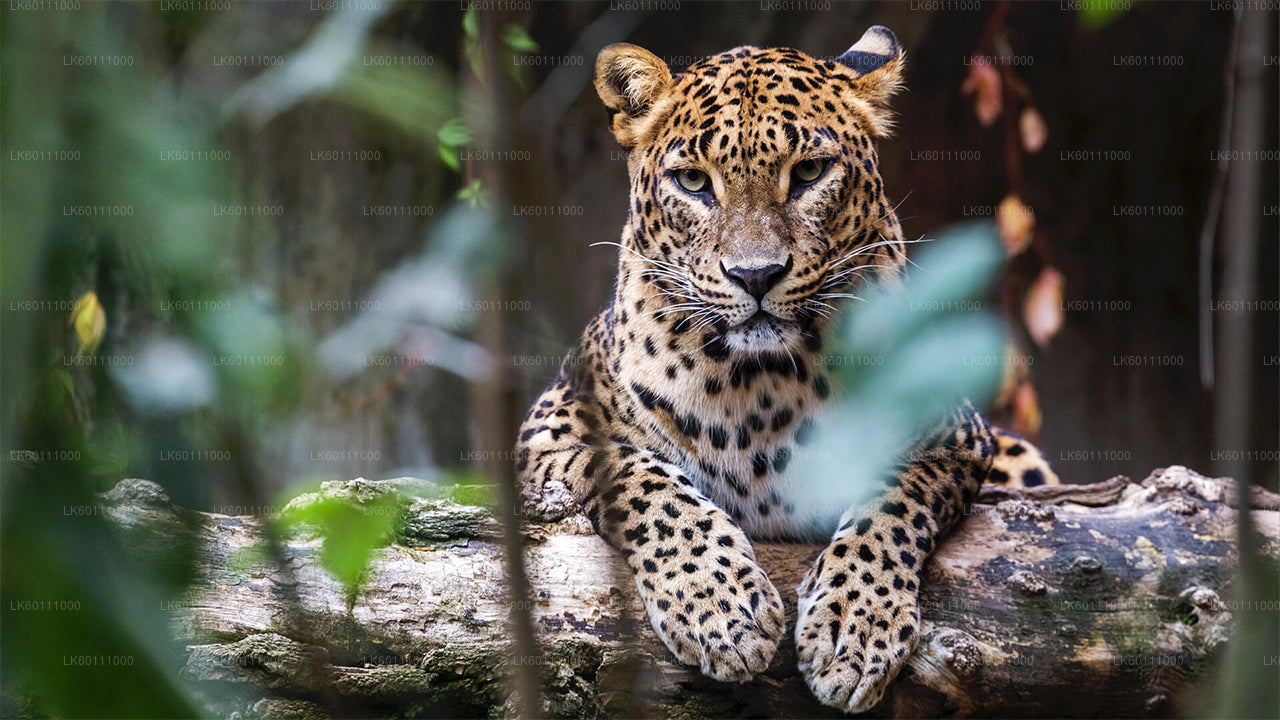 Yala National Park Safari from Hikkaduwa