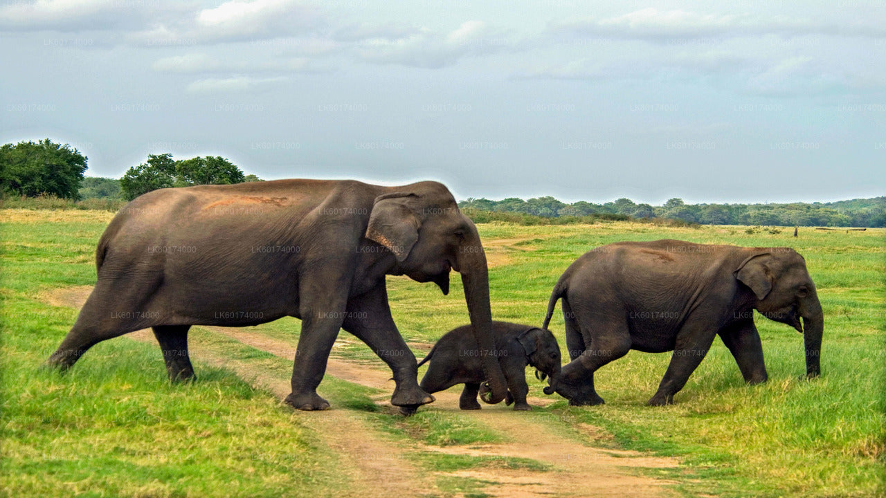 Minneriya National Park Safari from Kandy