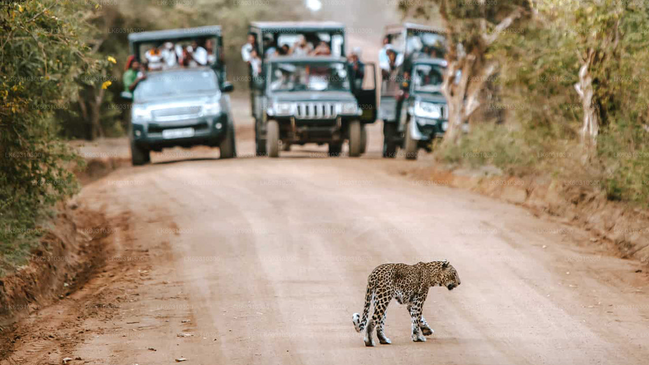 Yala National Park Safari from Tangalle