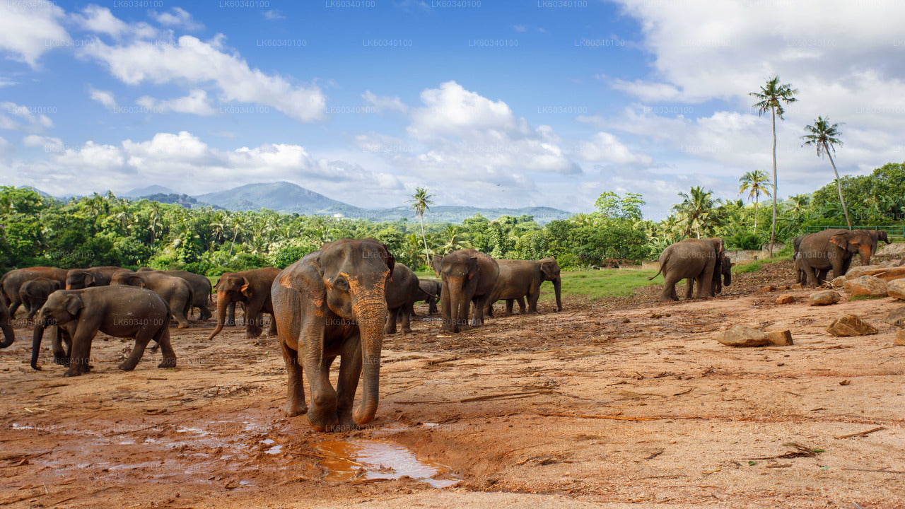 Pinnawala Elephant Orphanage from Panadura