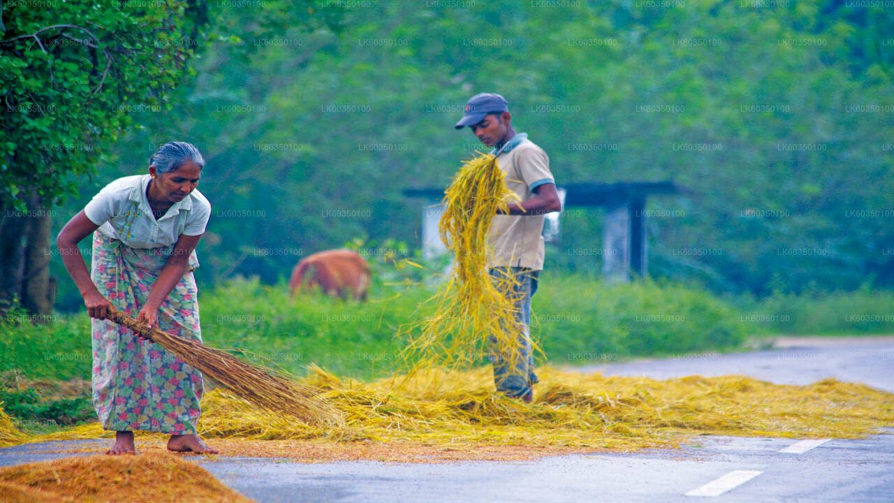 Village Experience from Tissamaharama