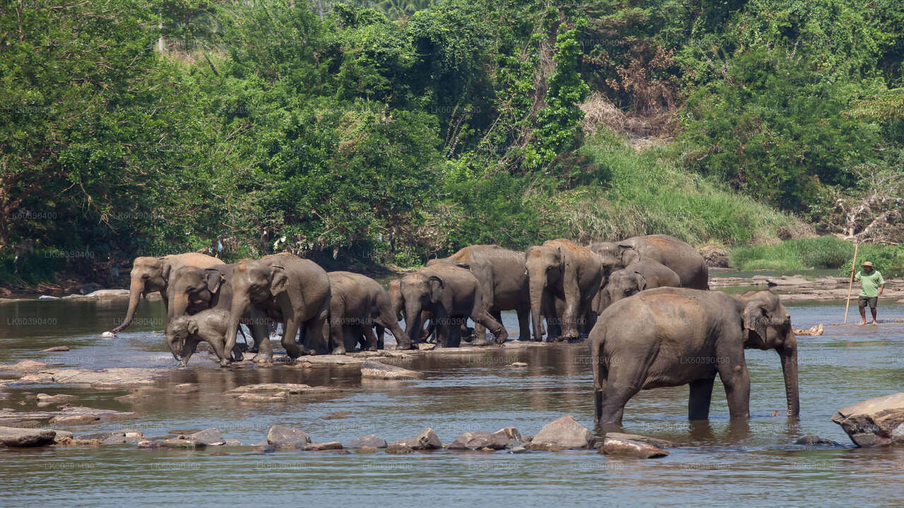 Pinnawala Elephant Orphanage from Balapitiya