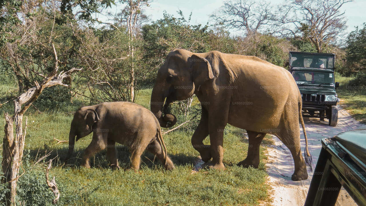 Yala National Park Safari from Talpe