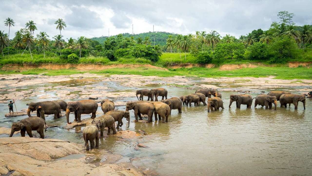 Pinnawala Elephant Orphanage from Mount Lavinia