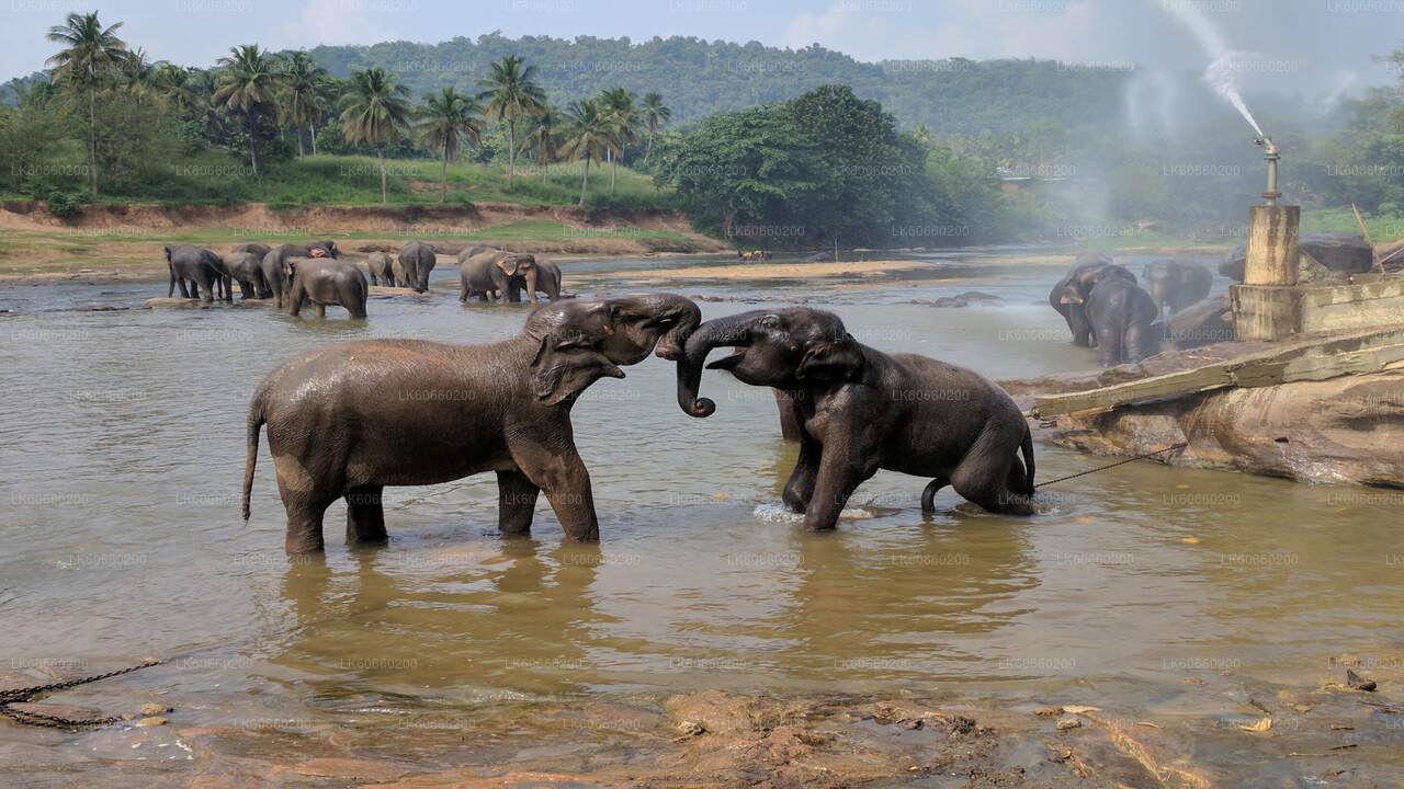 Pinnawala Elephant Orphanage from Mount Lavinia