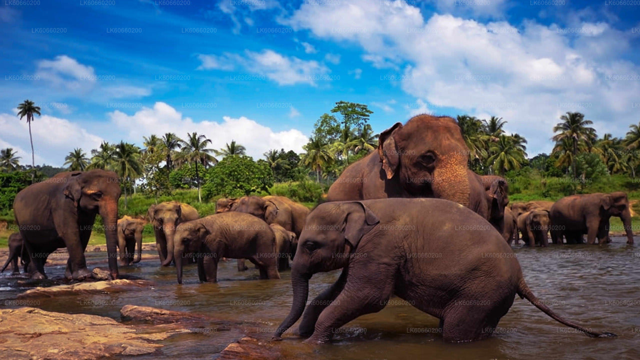 Pinnawala Elephant Orphanage from Mount Lavinia