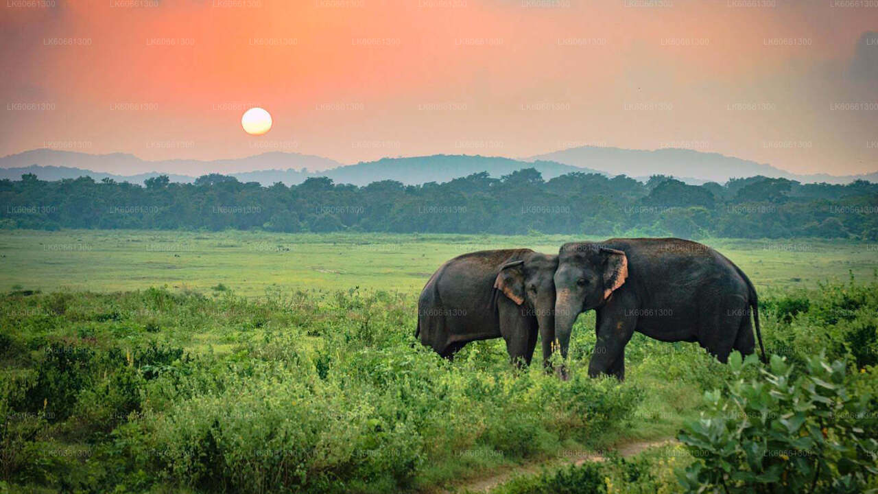 Udawalawe National Park Safari from Mount Lavinia