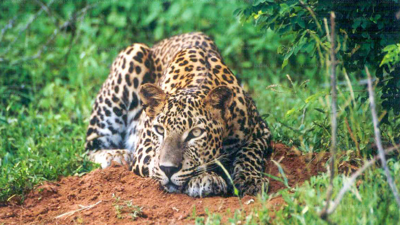 Udawalawe National Park Safari from Mount Lavinia