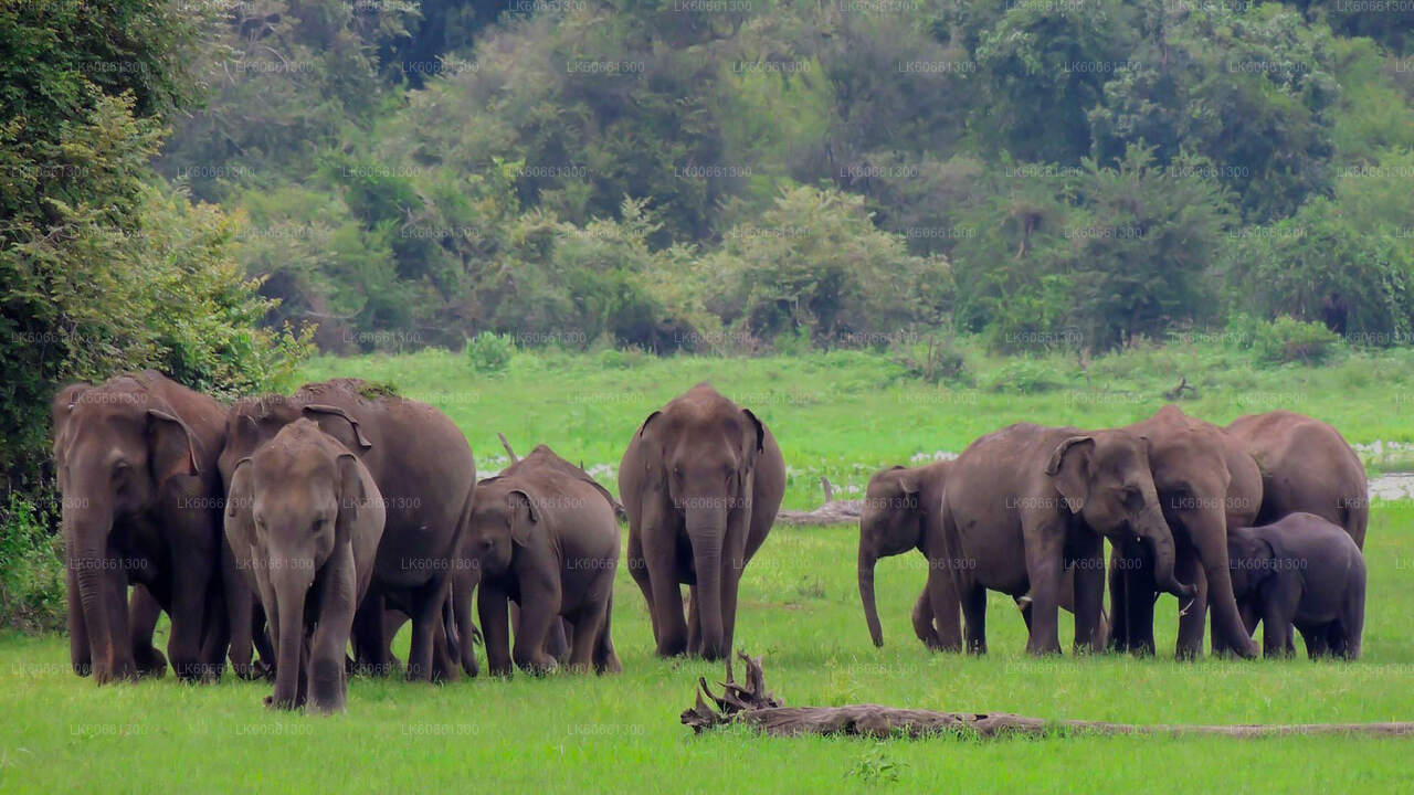 Udawalawe National Park Safari from Mount Lavinia