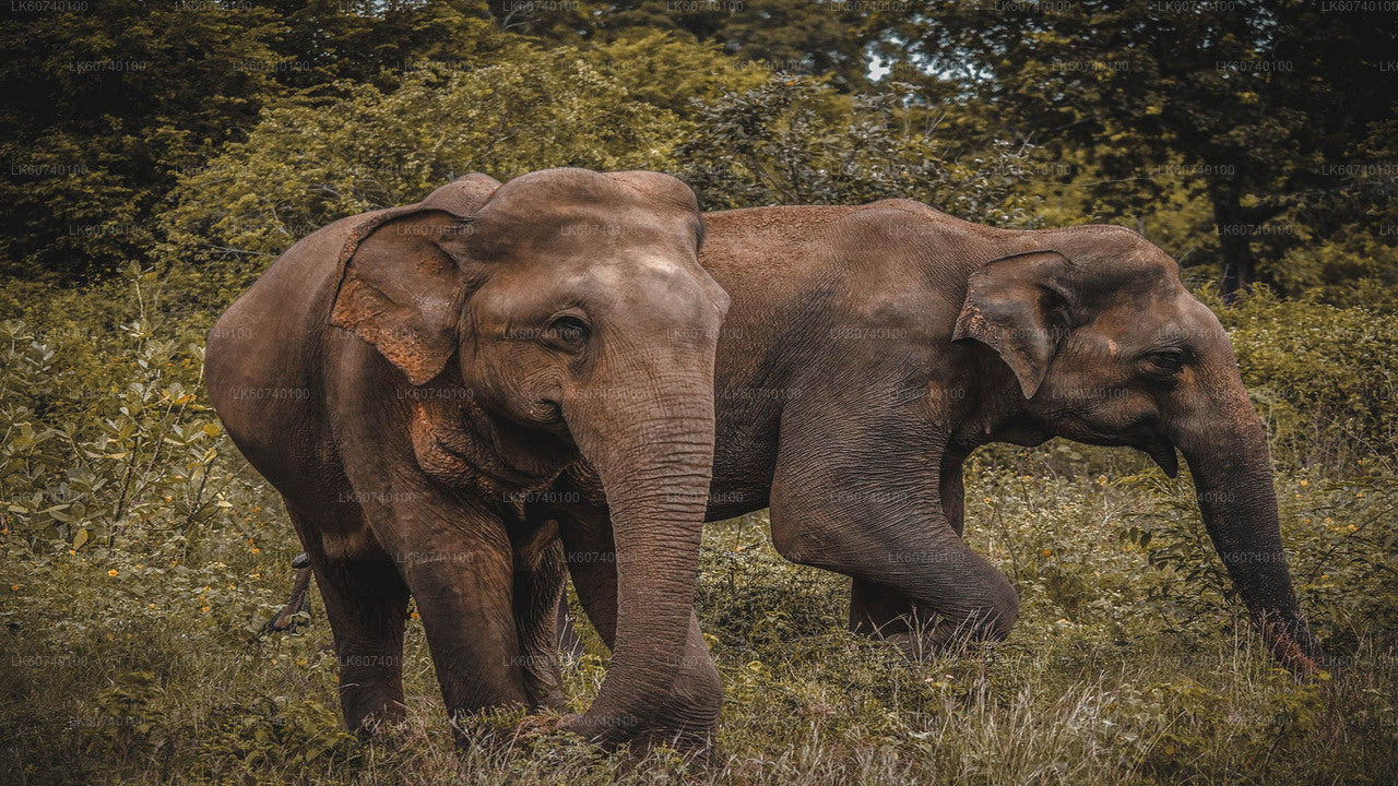 Udawalawe National Park Safari from Ambalangoda