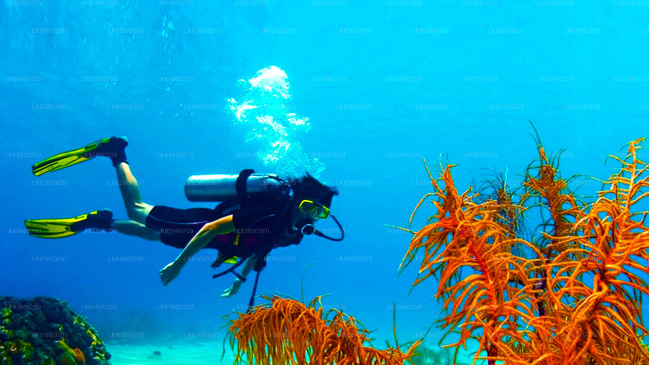 Diving in Mount Lavinia