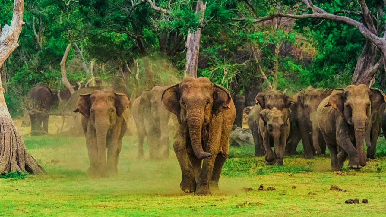 Yala National Park Entrance Ticket