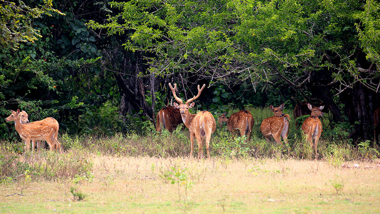 Kumana National Park Entrance Tickets