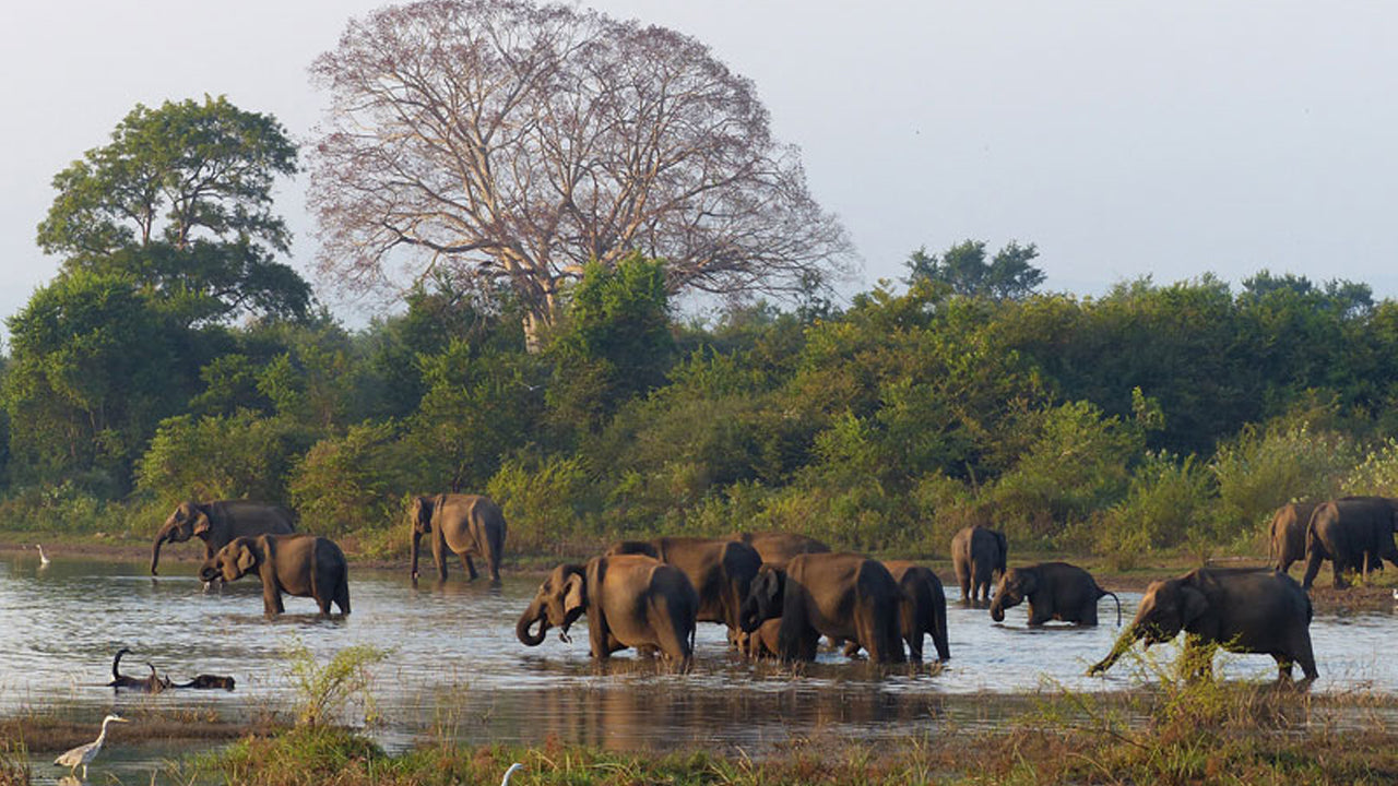 Wasgamuwa National Park Entrance Tickets